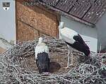 Capi_Dubne_20260727_130502.jpg