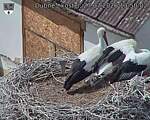 Capi_Dubne_20260727_135003.jpg
