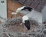Capi_Dubne_20260727_142003.jpg