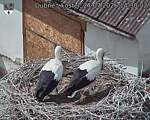 Capi_Dubne_20260727_143002.jpg