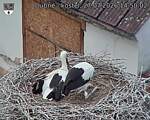 Capi_Dubne_20260727_145002.jpg