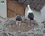 Capi_Dubne_20260727_150502.jpg