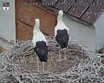 Capi_Dubne_20260727_151502.jpg