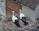 Capi_Dubne_20260727_153502.jpg