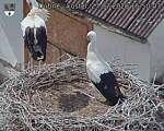 Capi_Dubne_20260727_155003.jpg