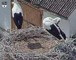 Capi_Dubne_20260727_160003.jpg