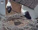 Capi_Dubne_20260727_160502.jpg