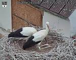 Capi_Dubne_20260727_171502.jpg