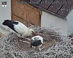 Capi_Dubne_20260727_172002.jpg