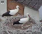 Capi_Dubne_20260727_174003.jpg