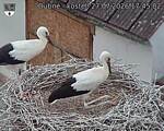 Capi_Dubne_20260727_174502.jpg