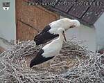 Capi_Dubne_20260727_180002.jpg
