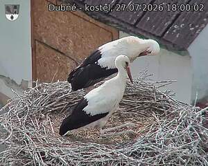 Capi_Dubne_20260727_180002.jpg (1350&nbsp;x&nbsp;1080)