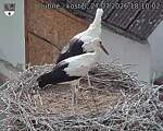 Capi_Dubne_20260727_181002.jpg