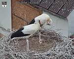 Capi_Dubne_20260727_182502.jpg