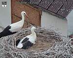 Capi_Dubne_20260727_185003.jpg