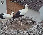 Capi_Dubne_20260727_190003.jpg
