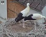 Capi_Dubne_20260727_190502.jpg