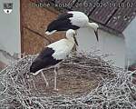 Capi_Dubne_20260727_191002.jpg