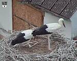 Capi_Dubne_20260727_191502.jpg