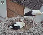 Capi_Dubne_20260727_193003.jpg