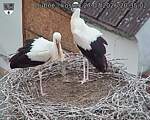 Capi_Dubne_20260727_203502.jpg
