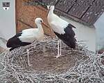 Capi_Dubne_20260727_204003.jpg