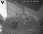 Capi_Dubne_20260728_000003.jpg