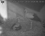 Capi_Dubne_20260728_003003.jpg