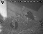 Capi_Dubne_20260728_010503.jpg