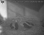 Capi_Dubne_20260728_020003.jpg