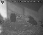 Capi_Dubne_20260728_022003.jpg