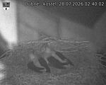 Capi_Dubne_20260728_024002.jpg