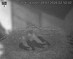 Capi_Dubne_20260728_025002.jpg