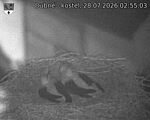 Capi_Dubne_20260728_025503.jpg