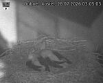 Capi_Dubne_20260728_030503.jpg