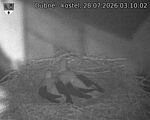Capi_Dubne_20260728_031002.jpg