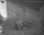 Capi_Dubne_20260728_034002.jpg