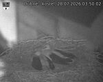 Capi_Dubne_20260728_035002.jpg