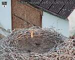 Capi_Dubne_20260728_055503.jpg