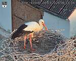 Capi_Dubne_20260728_061004.jpg