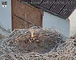 Capi_Dubne_20260728_062003.jpg
