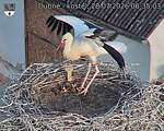Capi_Dubne_20260728_063503.jpg