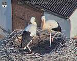 Capi_Dubne_20260728_064003.jpg