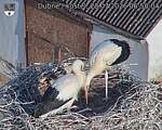 Capi_Dubne_20260728_065004.jpg