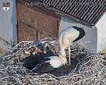 Capi_Dubne_20260728_065502.jpg