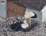 Capi_Dubne_20260728_070002.jpg