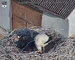 Capi_Dubne_20260728_070503.jpg