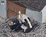 Capi_Dubne_20260728_071004.jpg