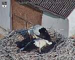 Capi_Dubne_20260728_071504.jpg